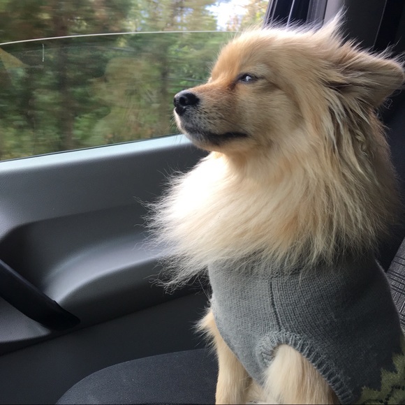 Meet your Posher, Robyn - Picture 1 of 1